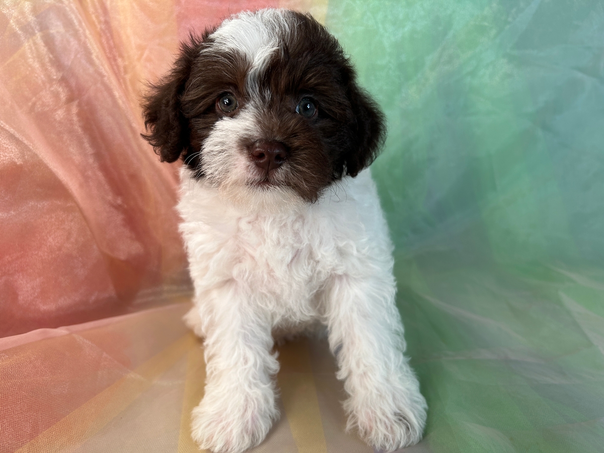 Dark Chocolate and White Schnoodle Puppy for Sale DOB 5-20-2023 $1200